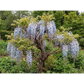 Wisteria frutescens var. macrostachya Blue Moon
