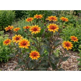 Heliopsis helianthoides var. scabra Burning Hearts