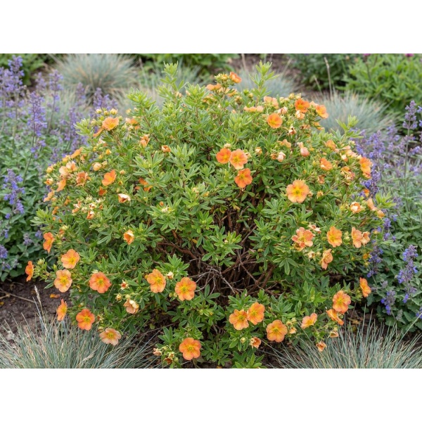 Potentilla fruticosa Bella Sol