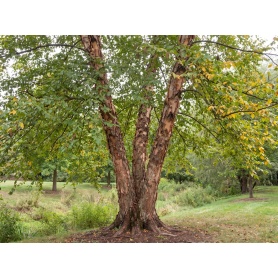 Betula nigra