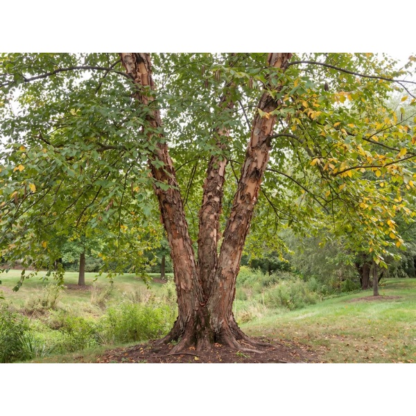 Betula nigra