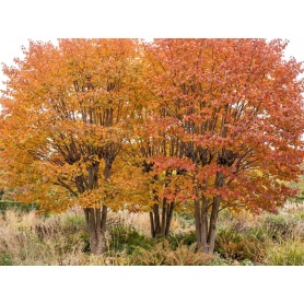 Cercidiphyllum japonicum