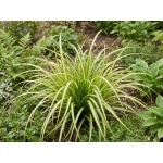 Carex oshimensis Evergold