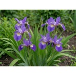 Iris versicolor