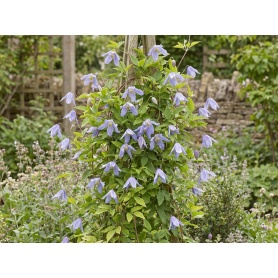 Clematis Blue Bird