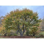 Carpinus caroliniana