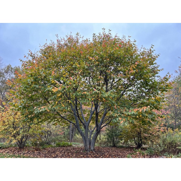 Carpinus caroliniana