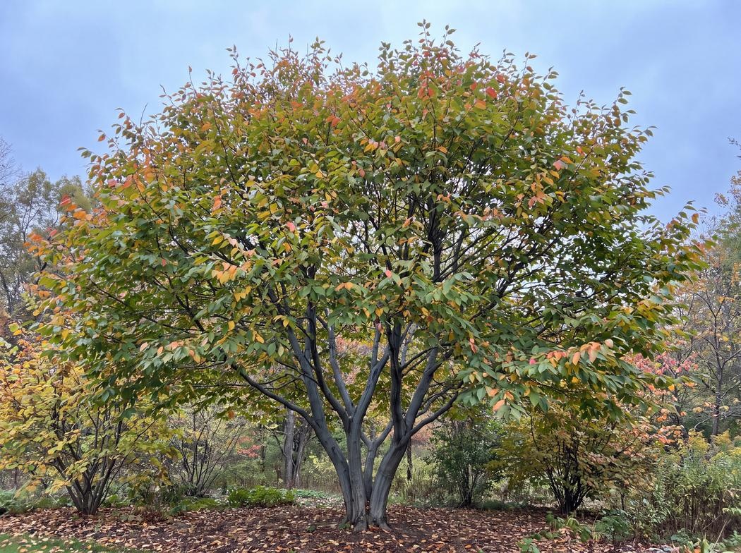 Carpinus caroliniana