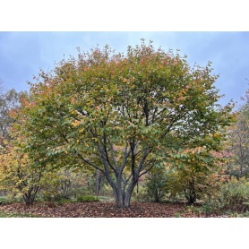 Carpinus caroliniana