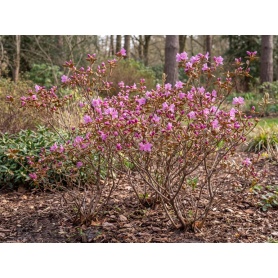 Rhododendron dauricum