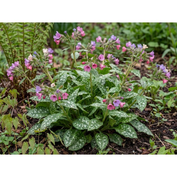 Pulmonaria Pretty in Pink