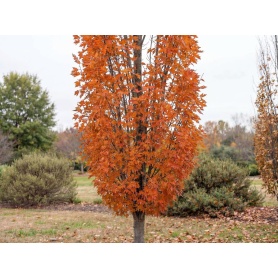Acer freemanii Armstrong