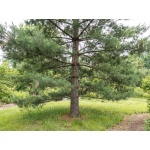 Pinus strobus