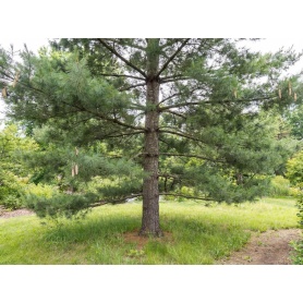 Pinus strobus