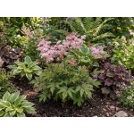 Filipendula Wbprest