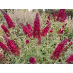 Buddleja davidii Royal Red