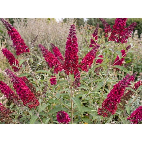 Buddleja davidii Royal Red