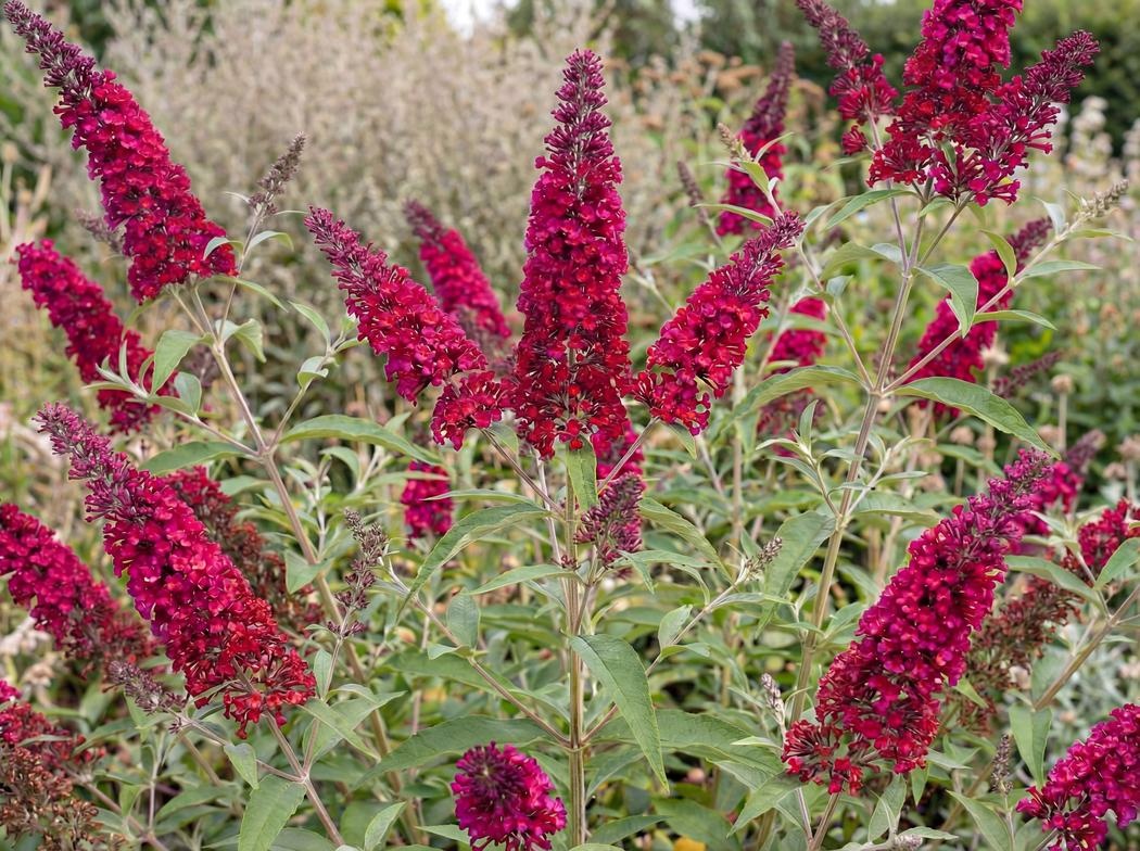 Buddleja davidii Royal Red
