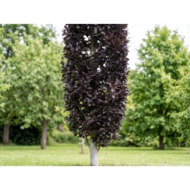 Fagus sylvatica Rohan Obelisk