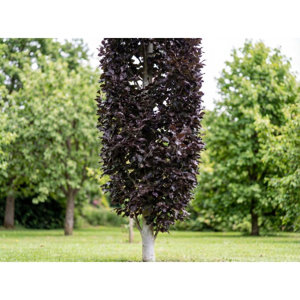 Fagus sylvatica Rohan Obelisk