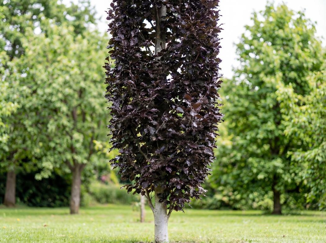 Fagus sylvatica Rohan Obelisk