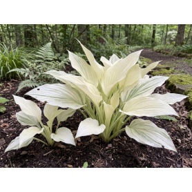 Hosta White Feather