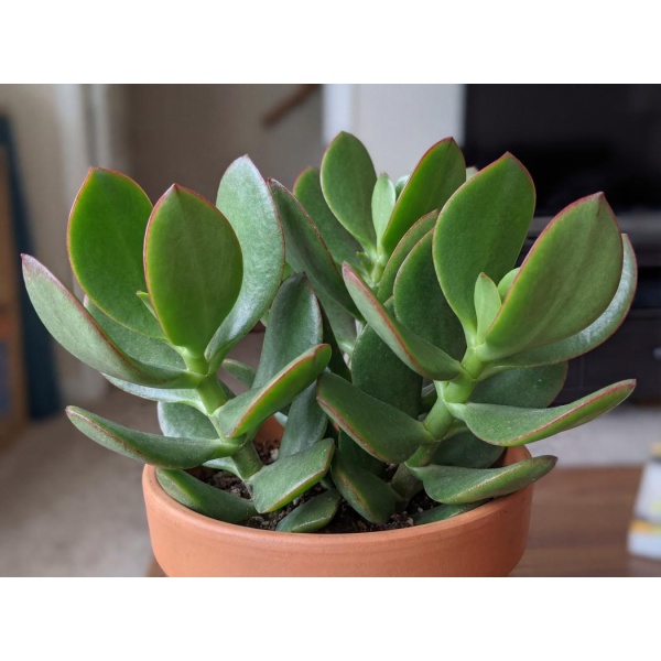 Crassula ovata Hulk