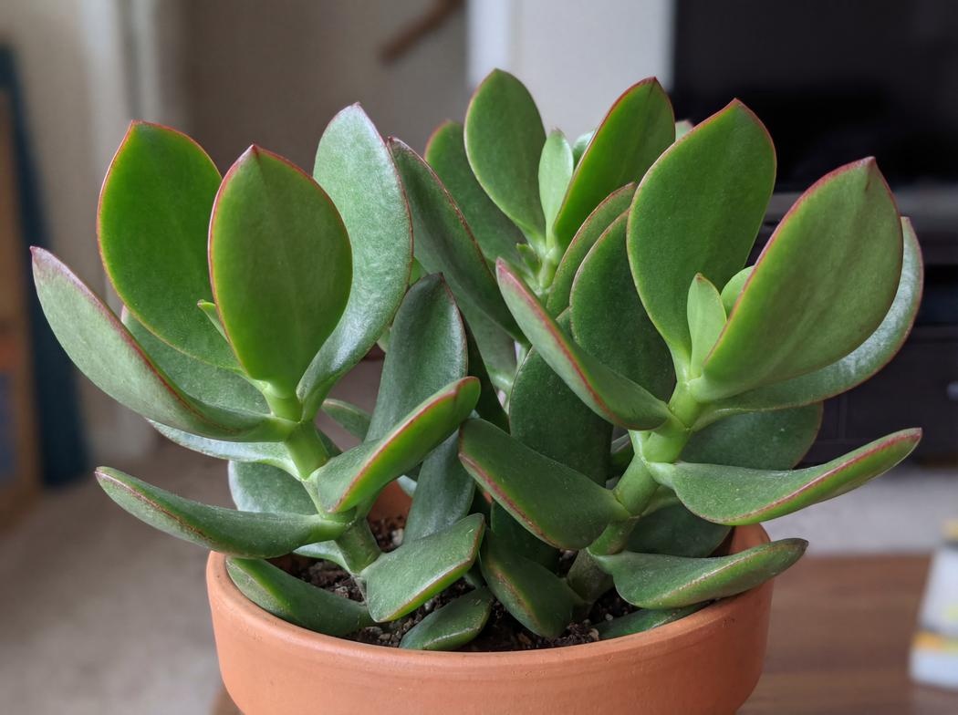 Crassula ovata Hulk