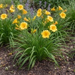 Hemerocallis Stella de Oro