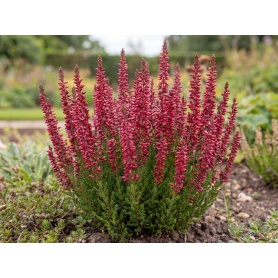 Calluna vulgaris Angie
