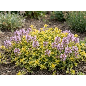 Thymus citriodorus Doone Valley