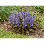 Ajuga Reptans Valfredda
