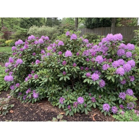 Rhododendron Catawbiense Boursault