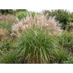 Miscanthus sinensis 'Graziella'