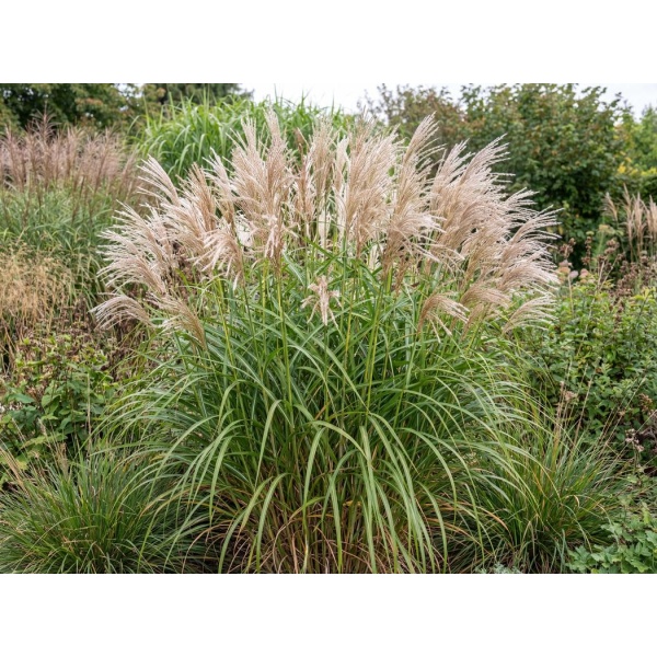 Miscanthus sinensis 'Graziella'