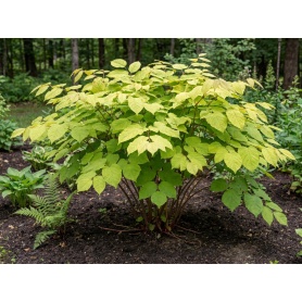 Aralia cordata Sun King