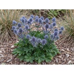 Eryngium planum Blue Hobbit