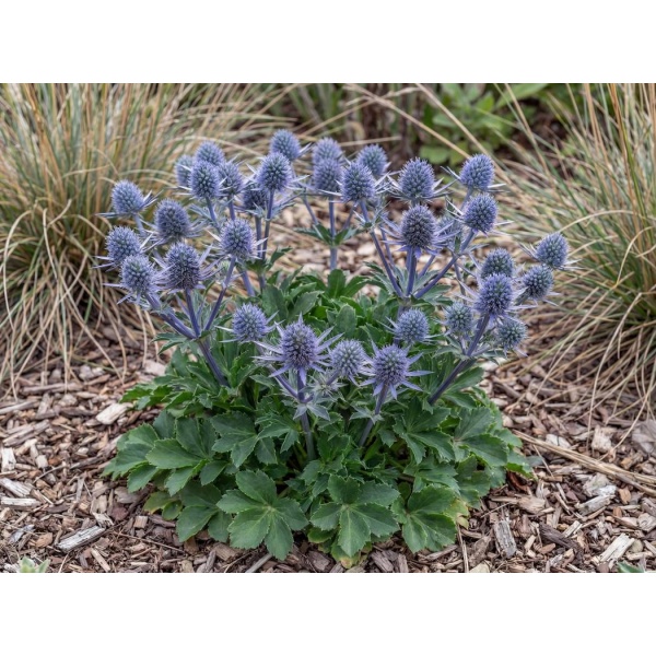 Eryngium planum Blue Hobbit