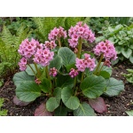 Bergenia Miss Piggy