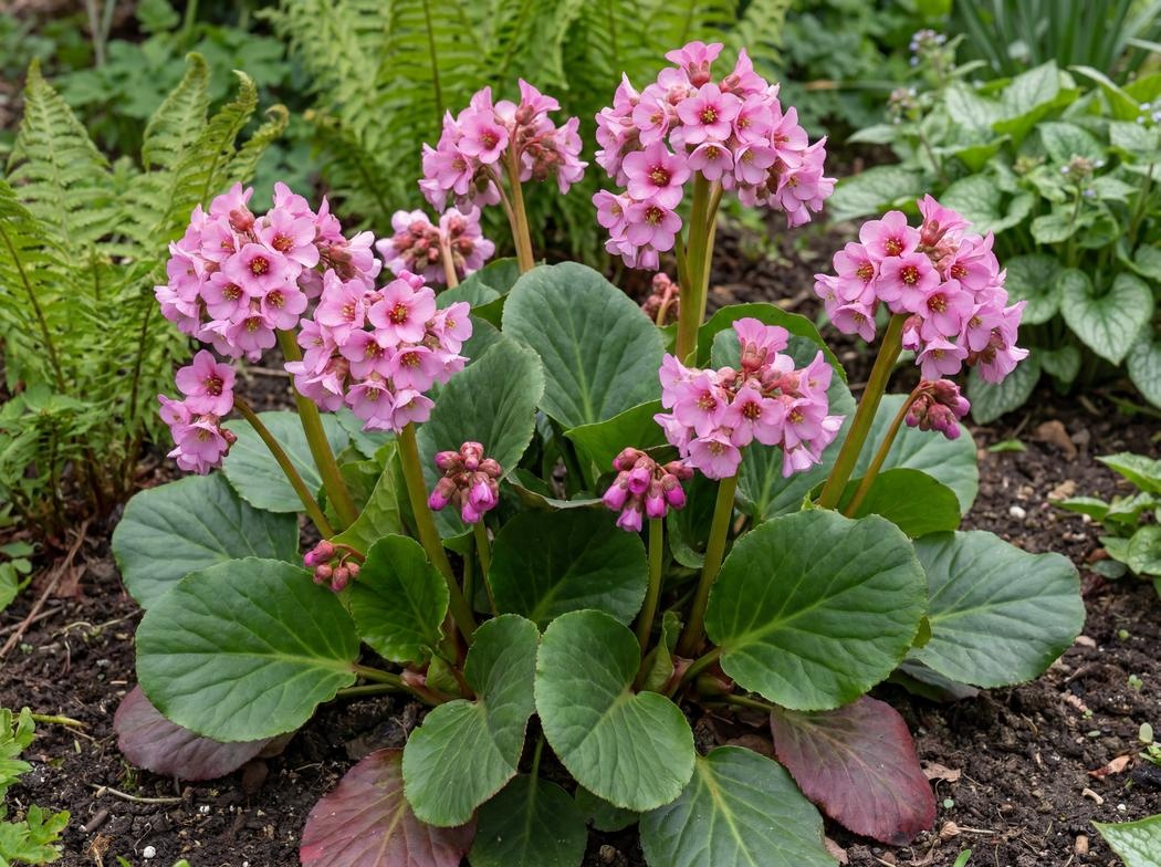Bergenia Miss Piggy