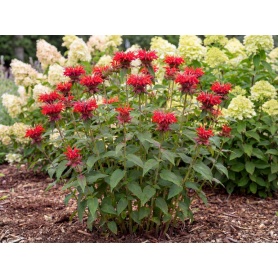Monarda didyma Jacob Cline