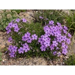 Phlox subulata Purple Beauty