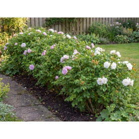 Rosa Schneekoppe