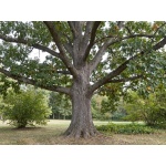 Quercus macrocarpa