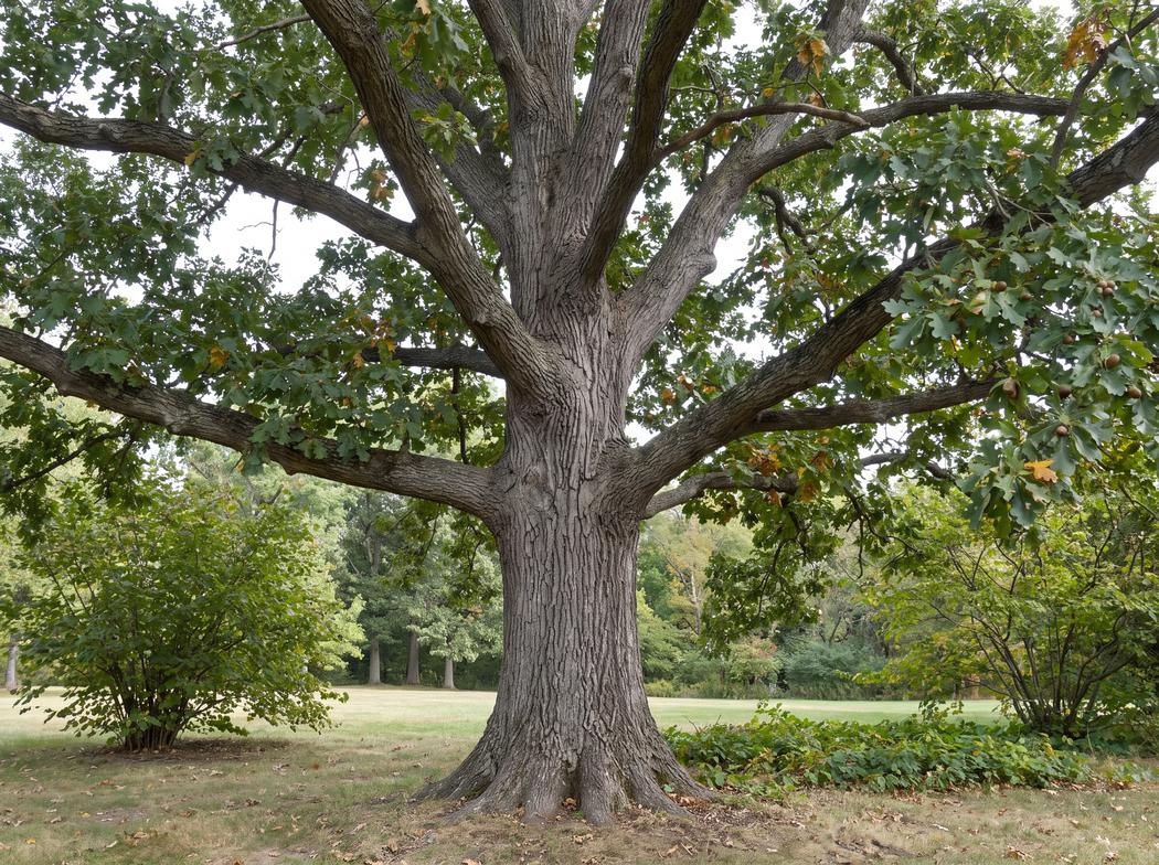 Quercus macrocarpa