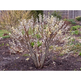Salix discolor