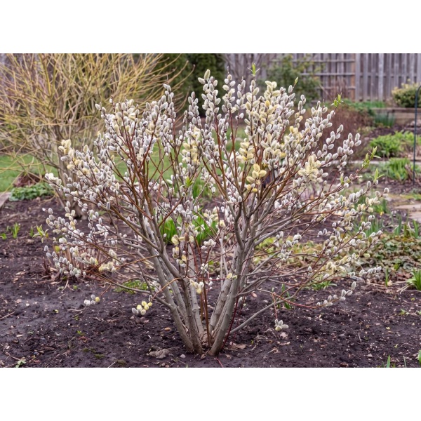 Salix discolor
