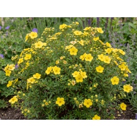 Potentilla fruticosa Goldfinger