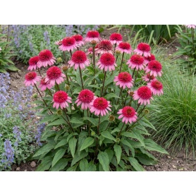 Echinacea Raspberry Beret