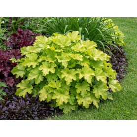 Heuchera Lime Marmalade